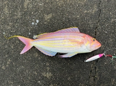 イトヨリダイの釣果