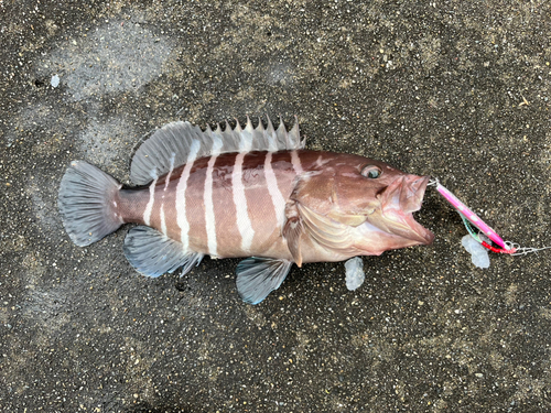 マハタの釣果