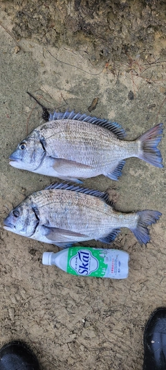 ミナミクロダイの釣果