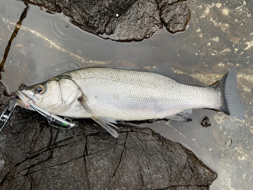 ヒラスズキの釣果