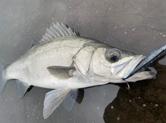 ヒラスズキの釣果