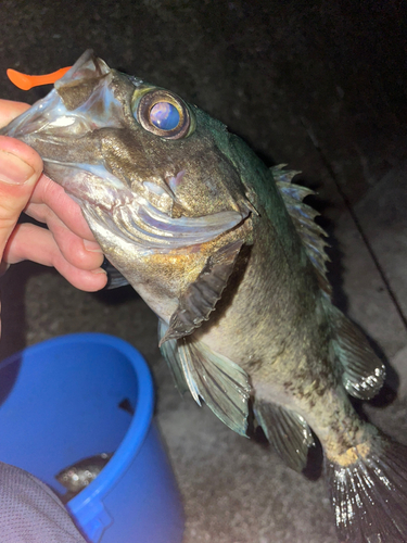 クロメバルの釣果