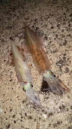 ヤリイカの釣果