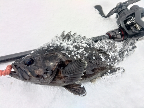 クロソイの釣果