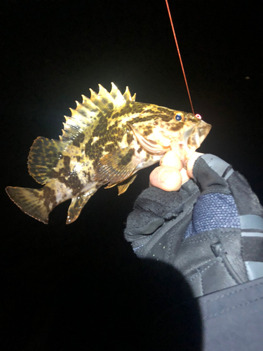 タケノコメバルの釣果