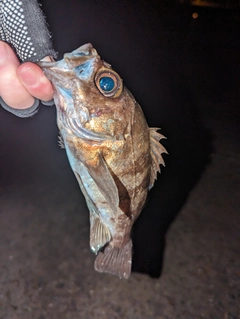 アカメバルの釣果