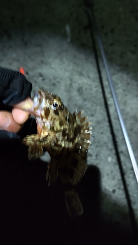 カサゴの釣果