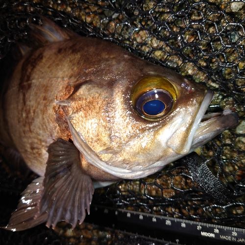 メバルの釣果