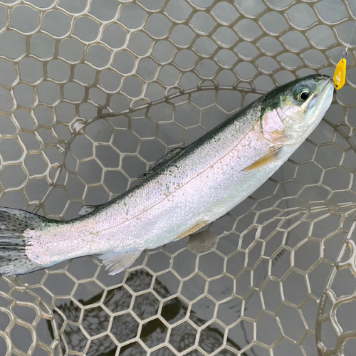 ニジマスの釣果