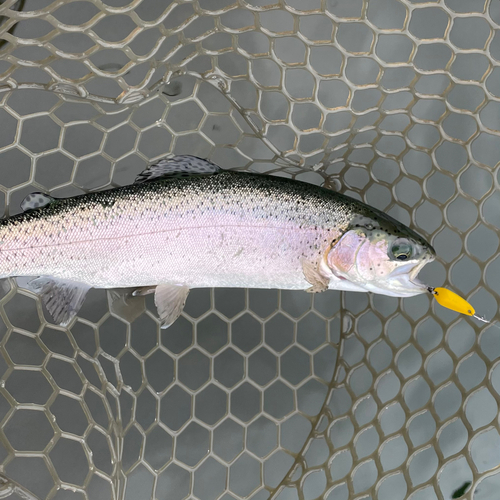 ニジマスの釣果