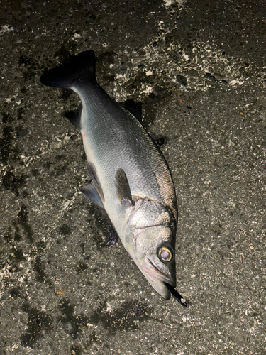 ヒラスズキの釣果