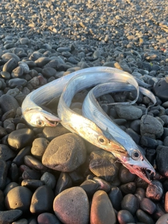 タチウオの釣果