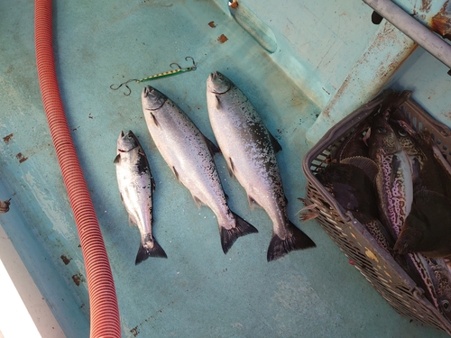 サクラマスの釣果