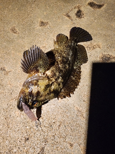 ムラソイの釣果