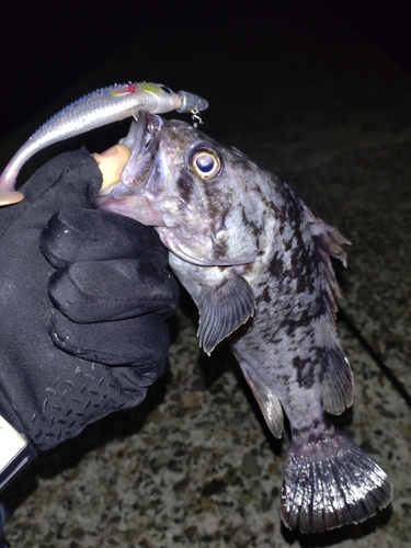 クロソイの釣果