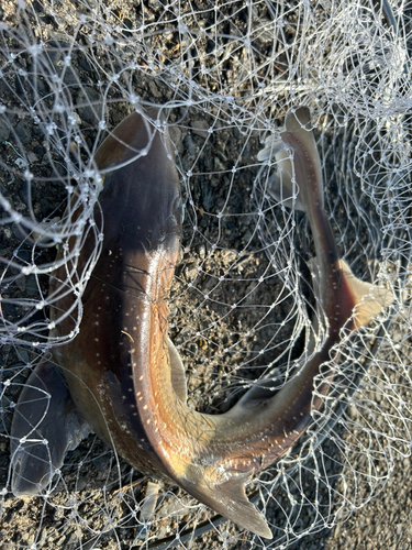 サメの釣果