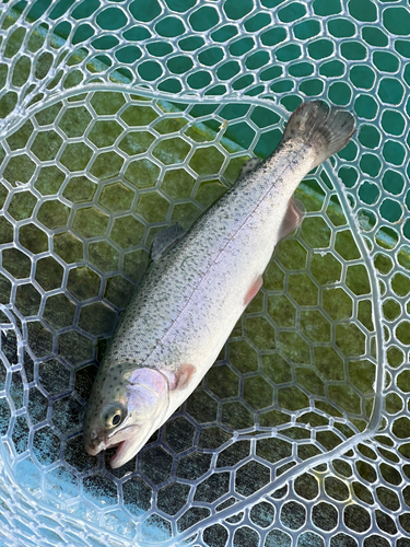 ニジマスの釣果