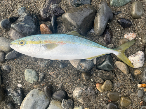 イナダの釣果