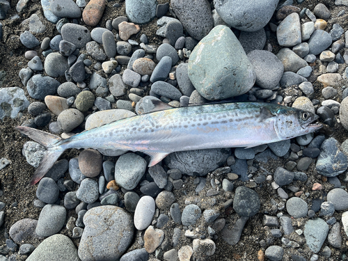 サゴシの釣果