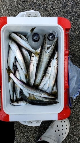 カマスの釣果