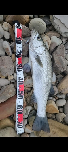 ヒラスズキの釣果