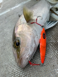 カンパチの釣果