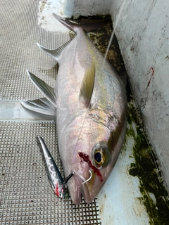 カンパチの釣果