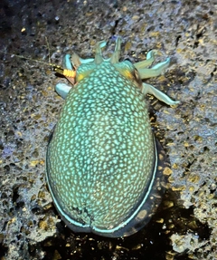 シリヤケイカの釣果
