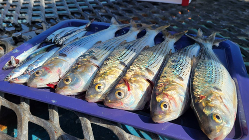 コノシロの釣果