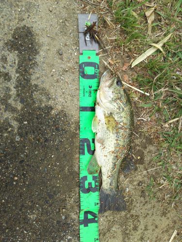 ブラックバスの釣果