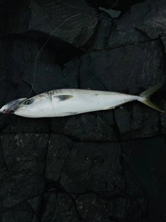 ヤズの釣果