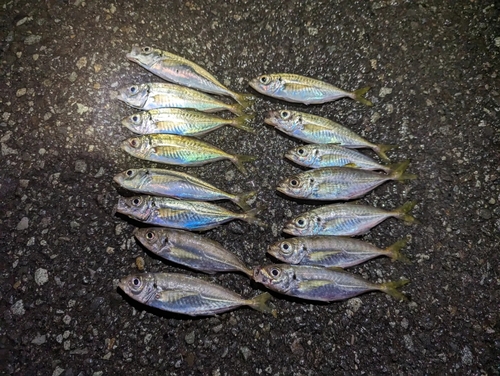 アジの釣果