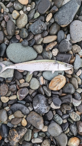 サゴシの釣果