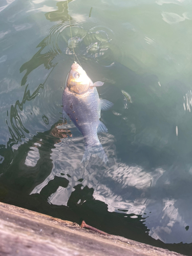 ヘラブナの釣果