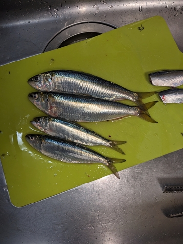 カタボシイワシの釣果