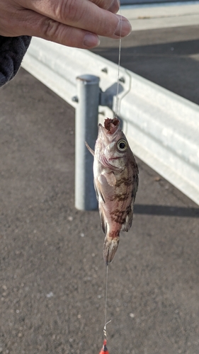 クロメバルの釣果