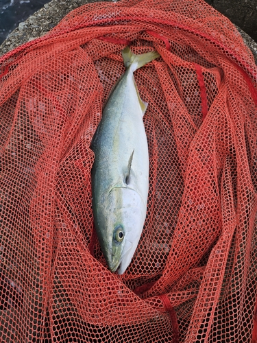 ハマチの釣果