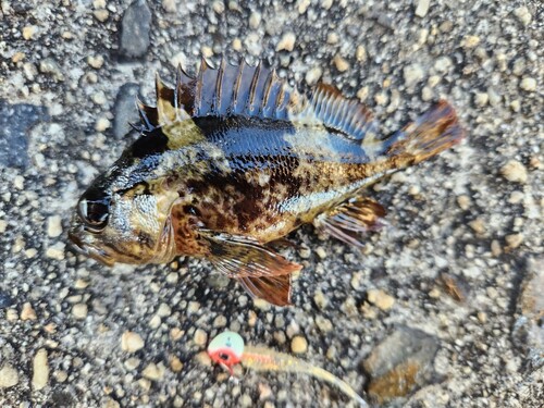 ムラソイの釣果