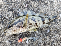 タケノコメバルの釣果