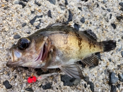 メバルの釣果