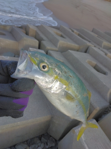 ハマチの釣果