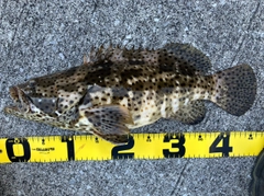 ヤイトハタの釣果