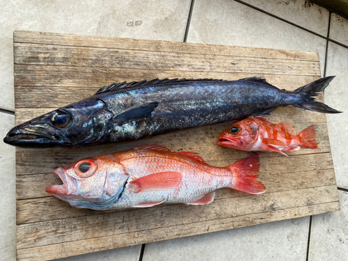 アカムツの釣果