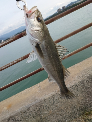 フッコ（マルスズキ）の釣果