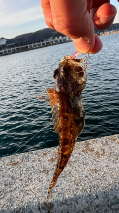 アナハゼの釣果