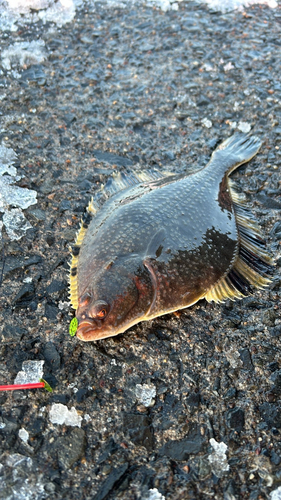 ヌマガレイの釣果