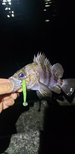 メバルの釣果