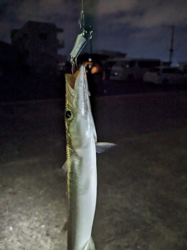 カマスの釣果