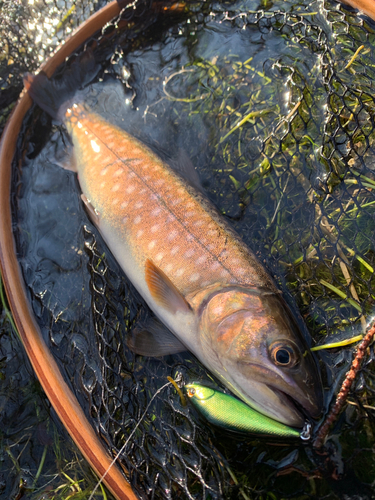 アメマスの釣果