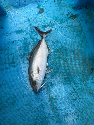 カンパチの釣果